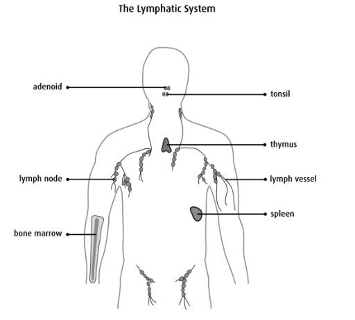 The_lymphatic_immune-systems