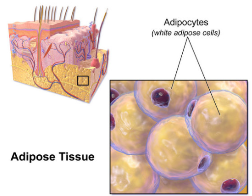 Adipose-36_virus