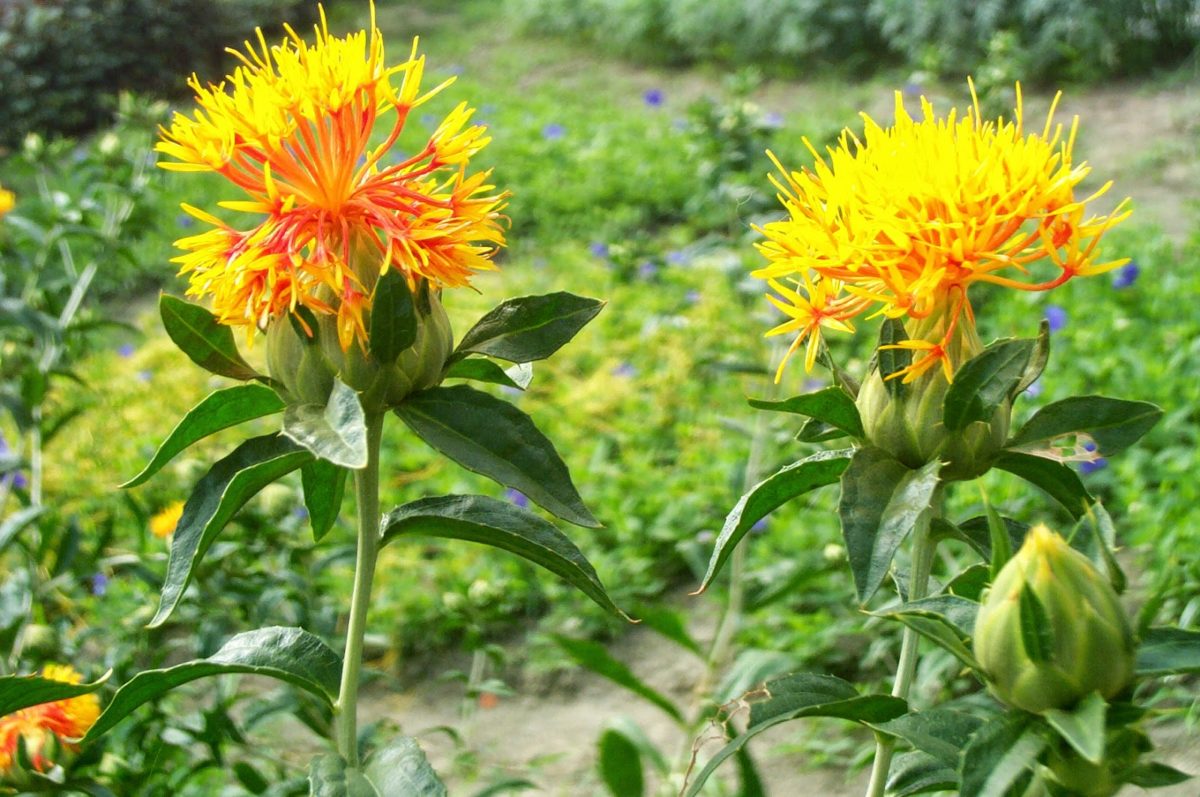 safflower plant